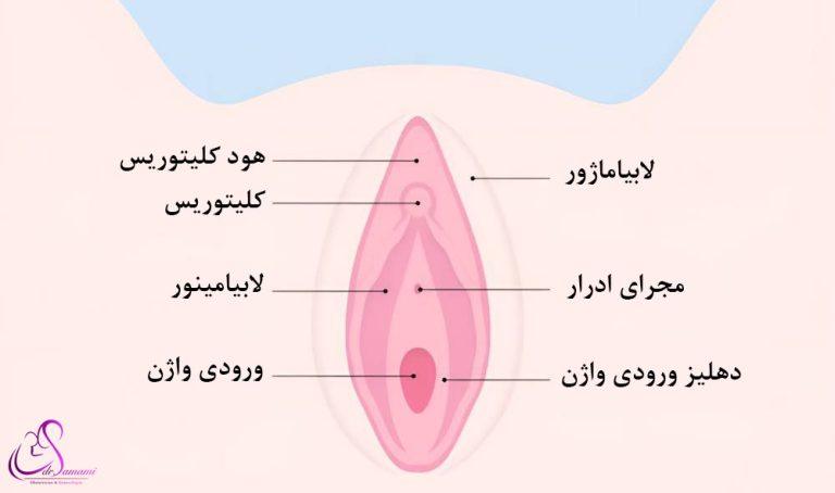 چه چیزی باعث بزرگ شدن واژن می‌شود؟
