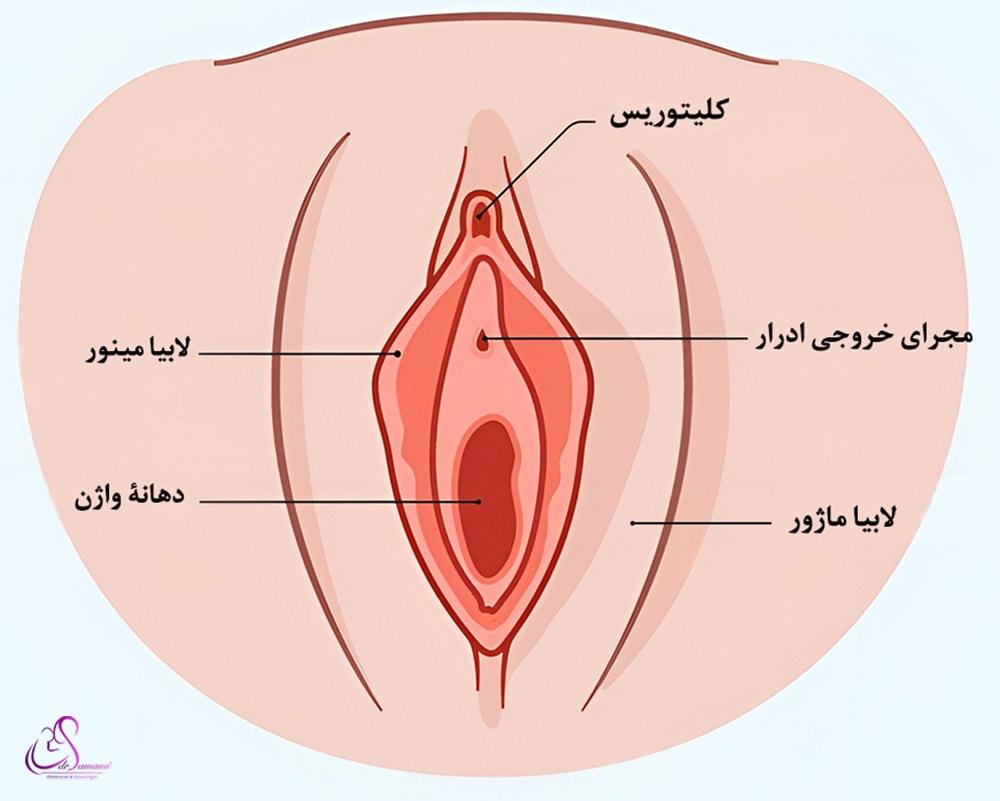 مشکلات بزرگ شدن لبه‌های واژن