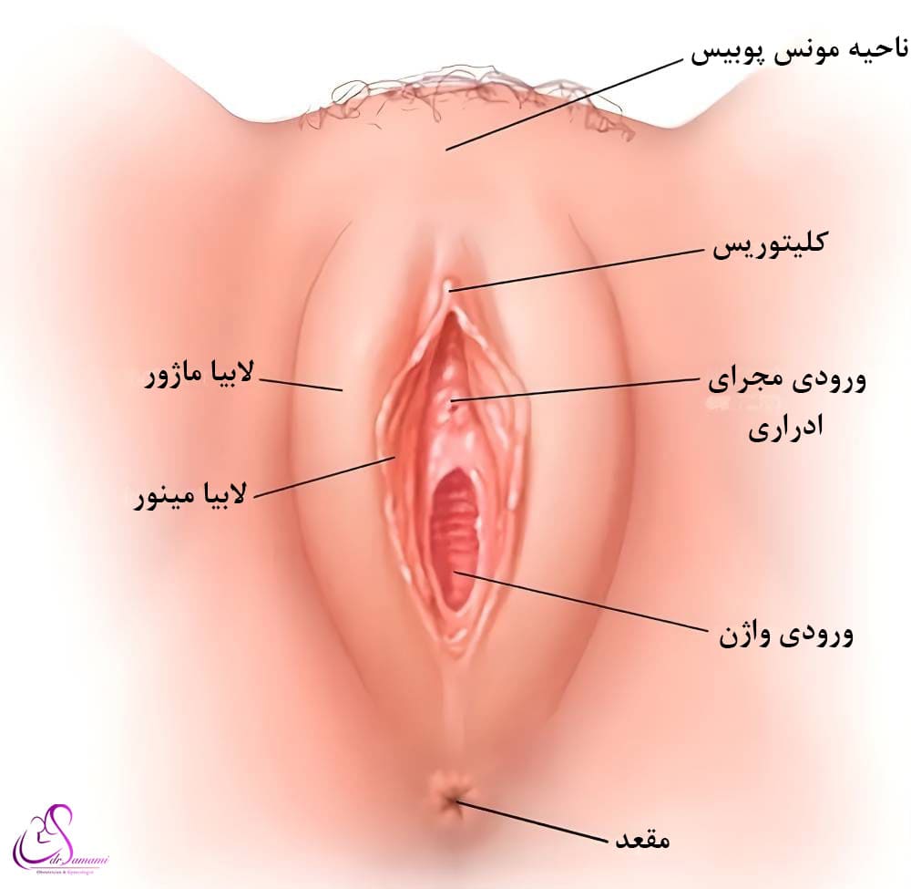 عکس لابیا