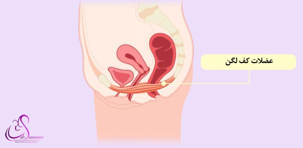 عضلات کف لگن